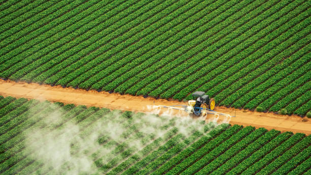 Wasp Removal Services in Peshtigo, WI