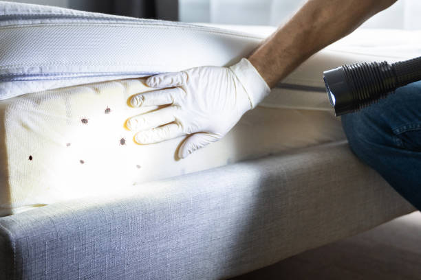 Best Ant Control Services  in Peshtigo, WI