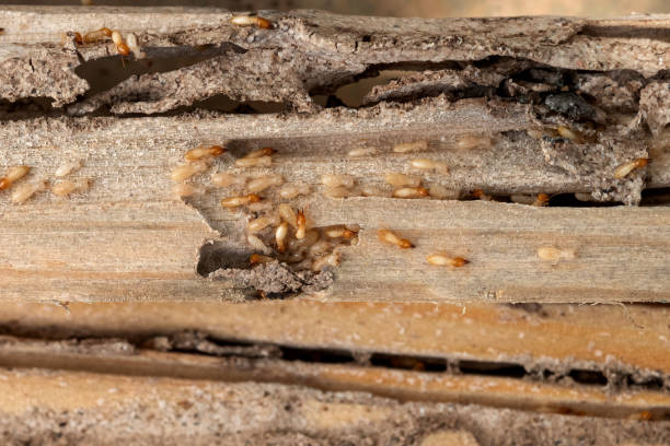 Best Mosquito Control Services  in Peshtigo, WI